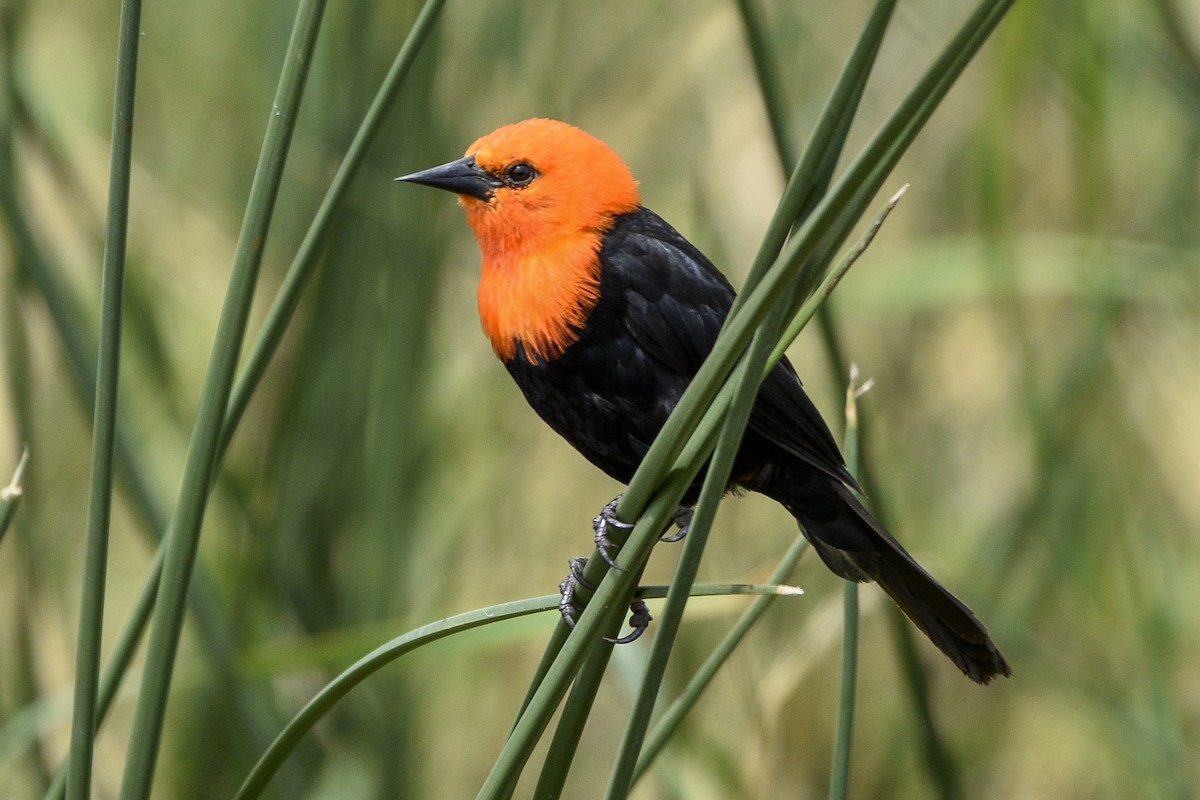 Scarlet-headed Blackbird - federico nagel