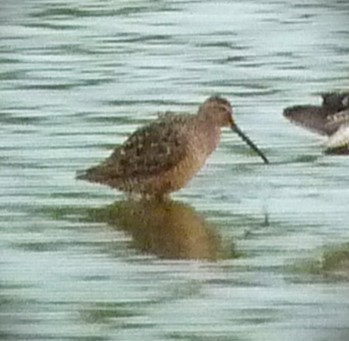 Long-billed Dowitcher - ML615271875