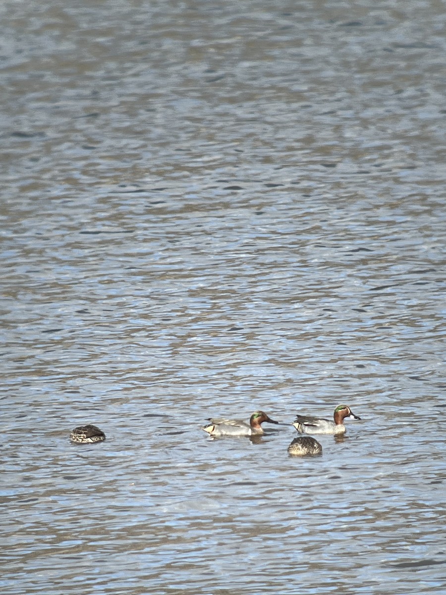 Green-winged Teal - ML615271879