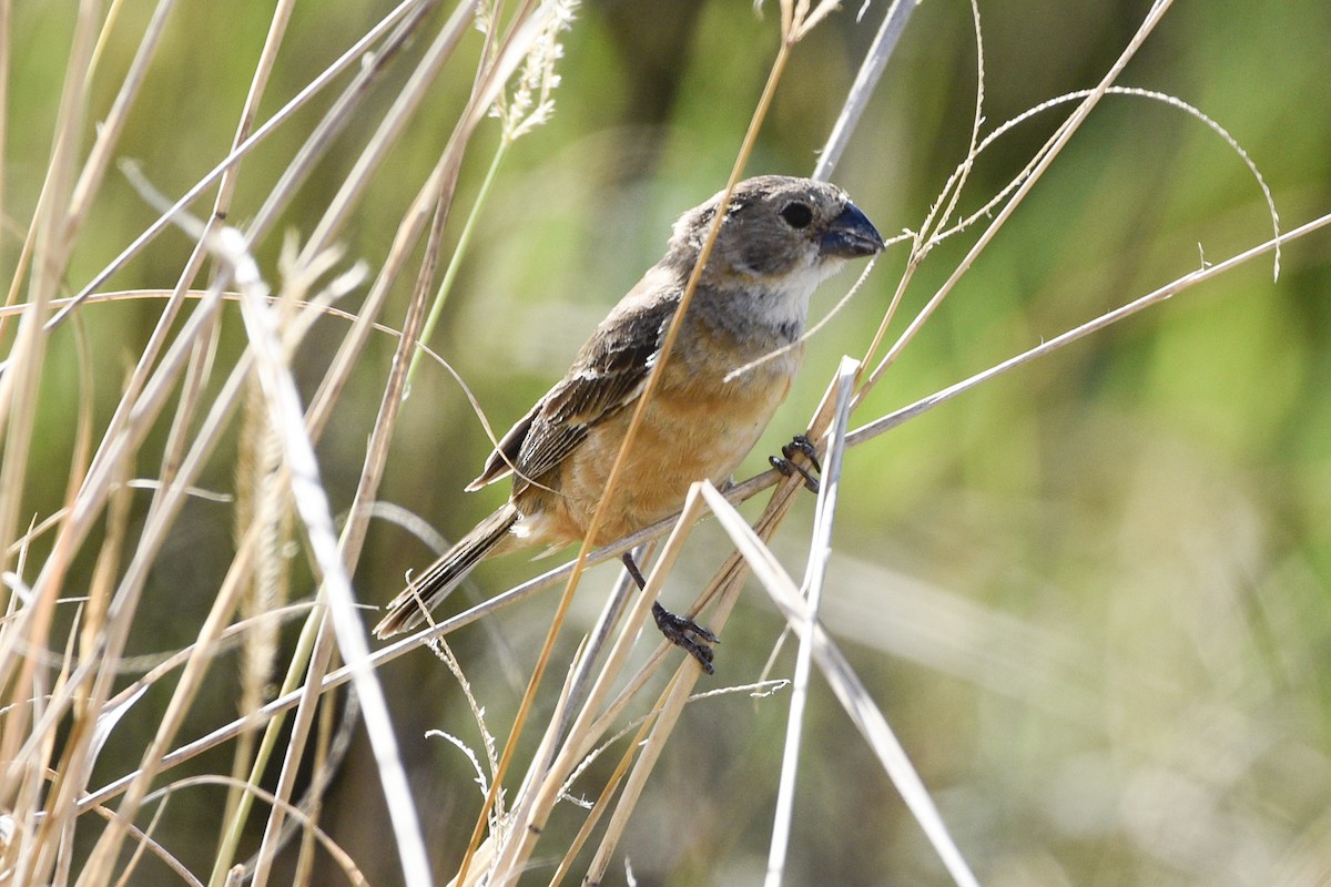 Rusty-collared Seedeater - federico nagel