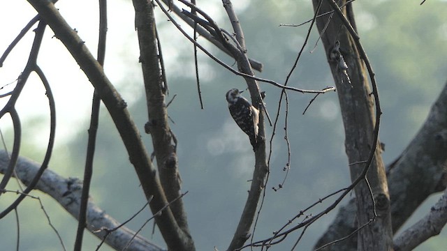 Brown-capped Pygmy Woodpecker - ML615272192