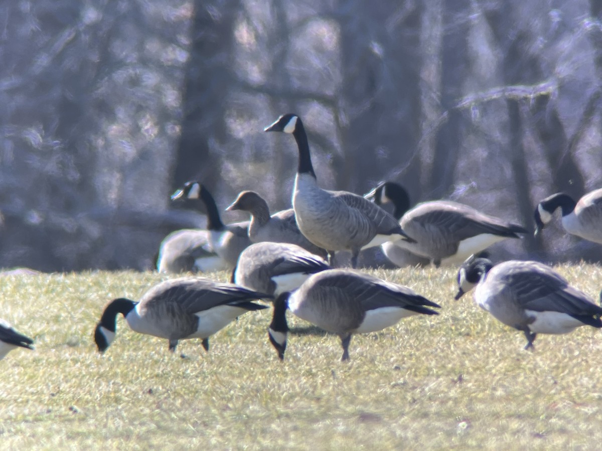 Pink-footed Goose - ML615272211