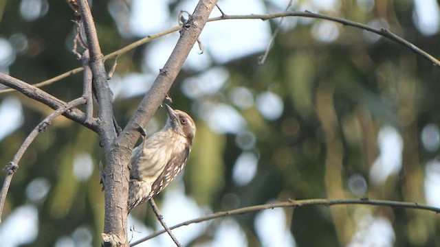 Brown-capped Pygmy Woodpecker - ML615272217