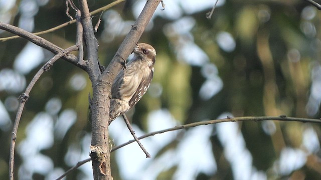 Brown-capped Pygmy Woodpecker - ML615272218