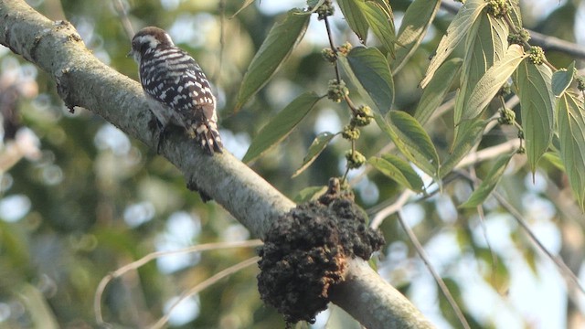 Brown-capped Pygmy Woodpecker - ML615272229