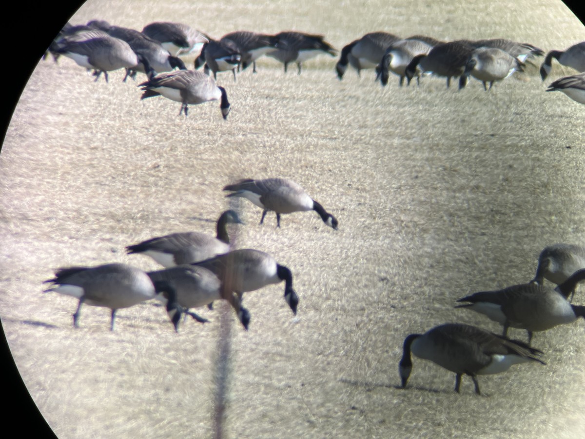Cackling Goose (Richardson's) - ML615272232