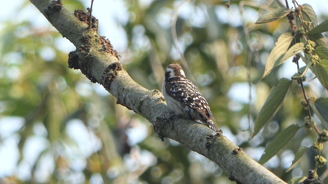 Brown-capped Pygmy Woodpecker - ML615272239