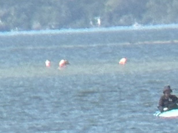 American Flamingo - ML615272369