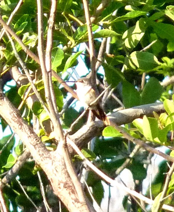 bahamaskolibri - ML615272552