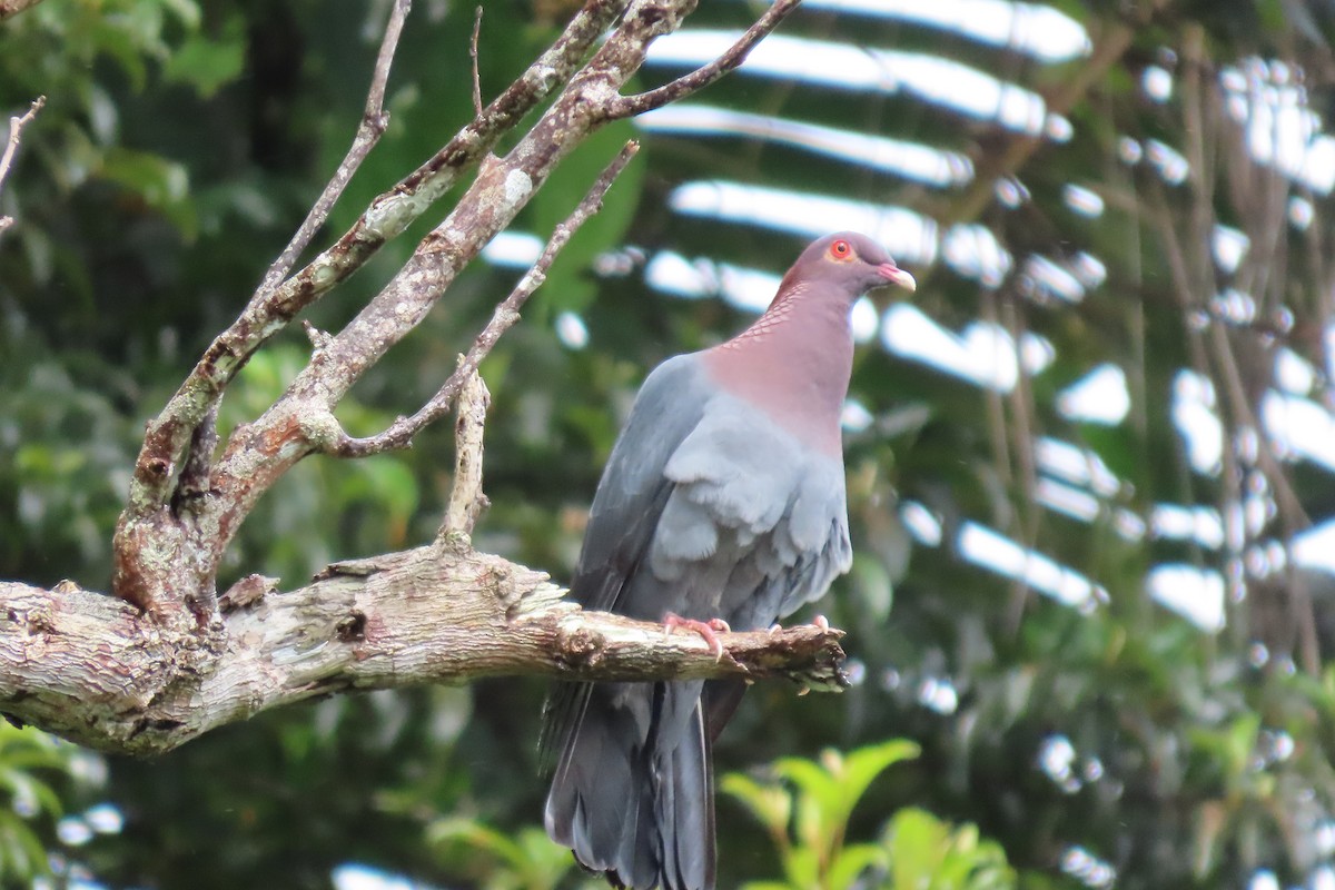 Scaly-naped Pigeon - ML615272622