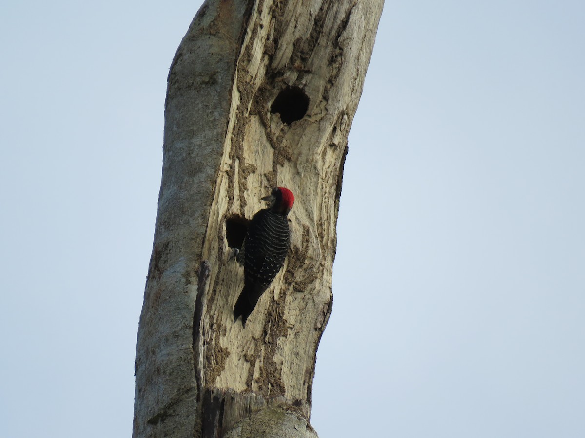 Black-cheeked Woodpecker - ML615272665