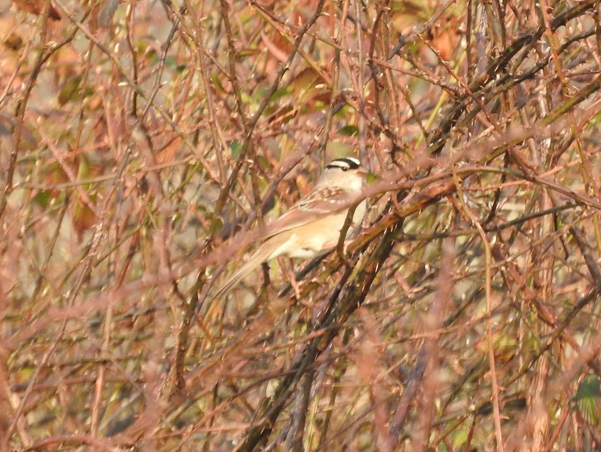 White-crowned Sparrow - ML615272702