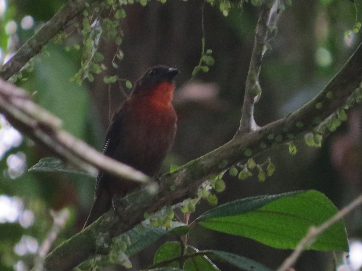 Red-throated Ant-Tanager - ML615272717