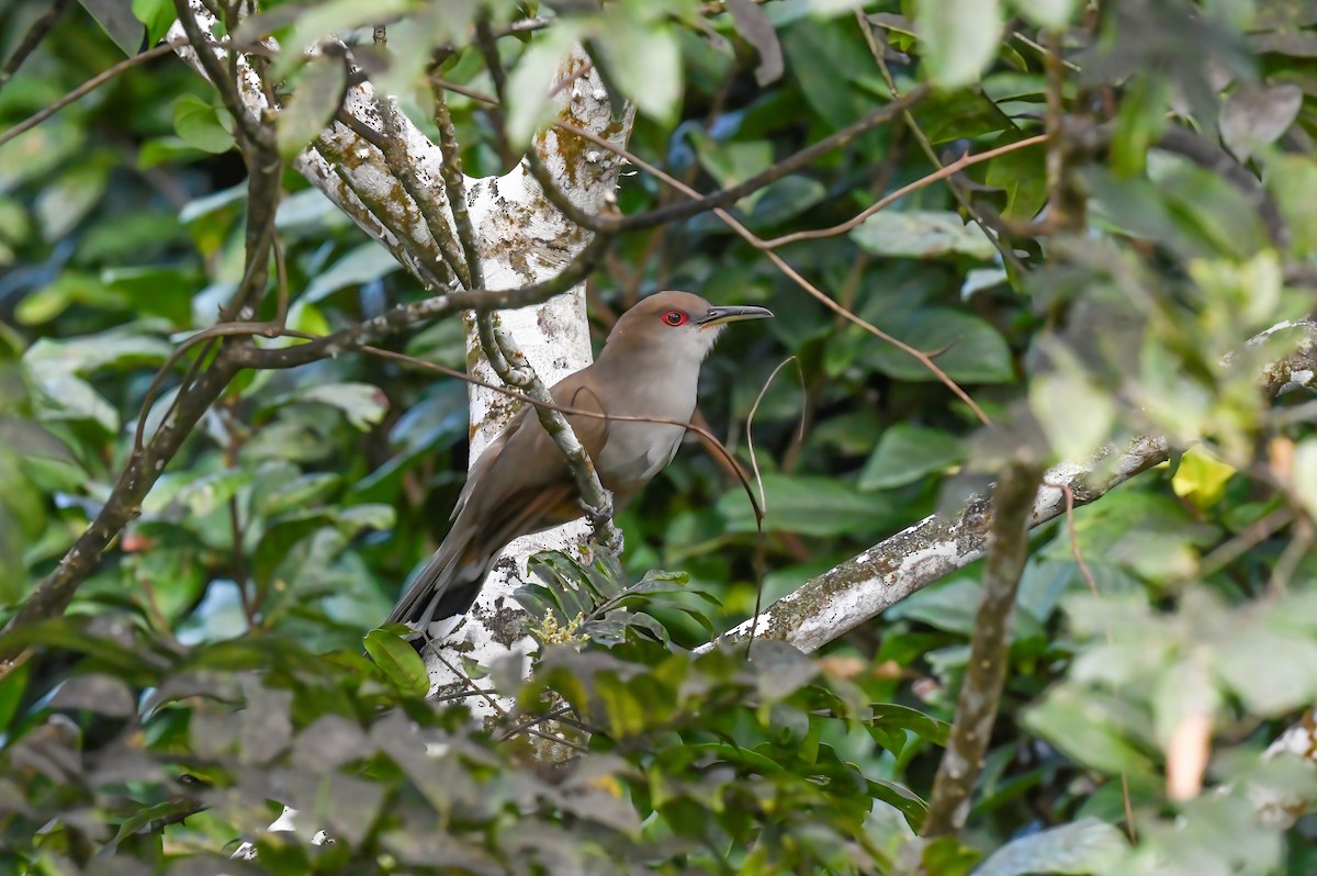 Puerto Rican Lizard-Cuckoo - ML615272816