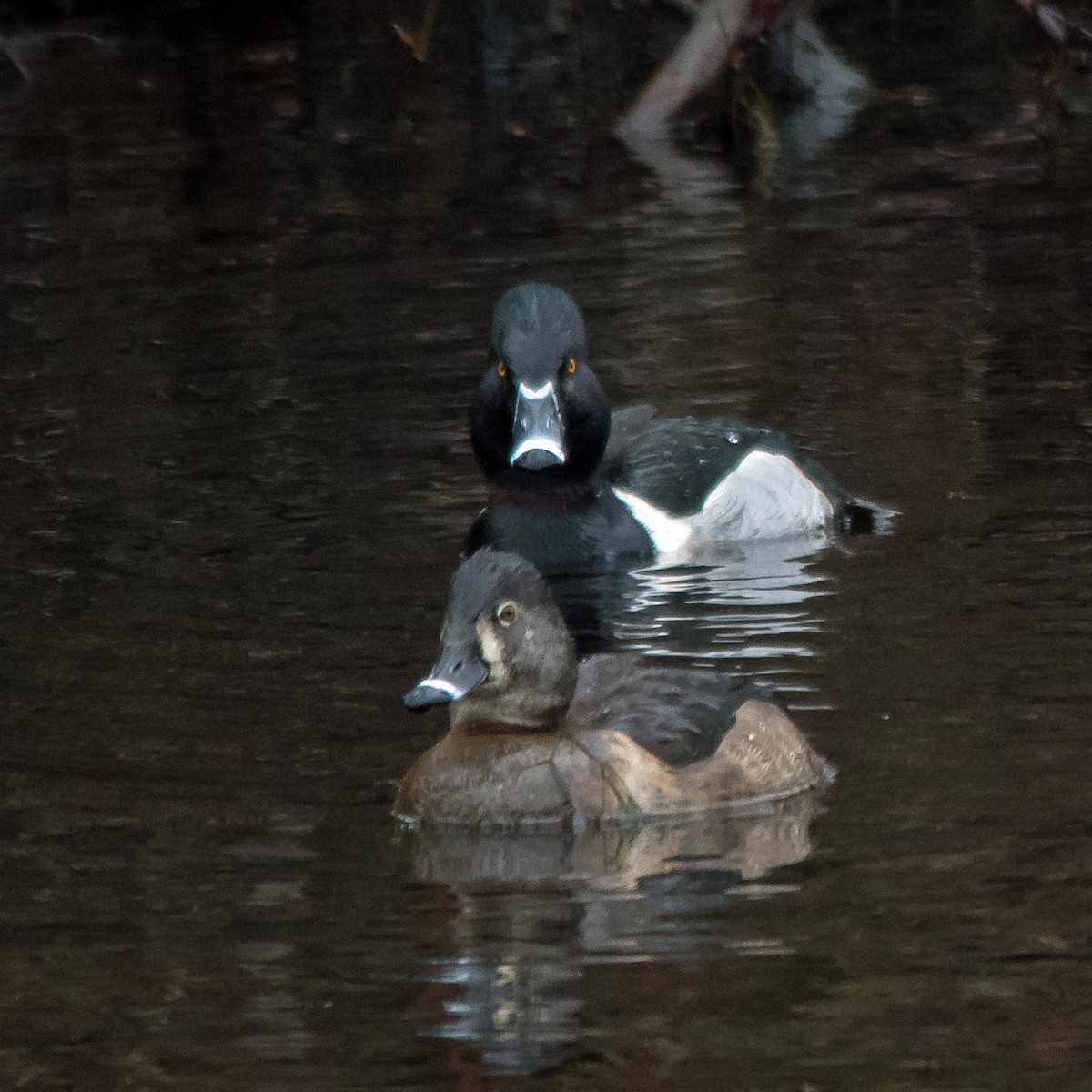 Ring-necked Duck - ML615273025