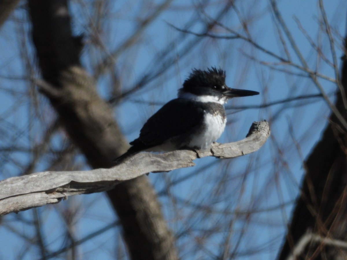 Belted Kingfisher - ML615273121