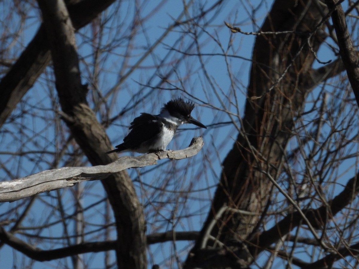 Belted Kingfisher - ML615273122