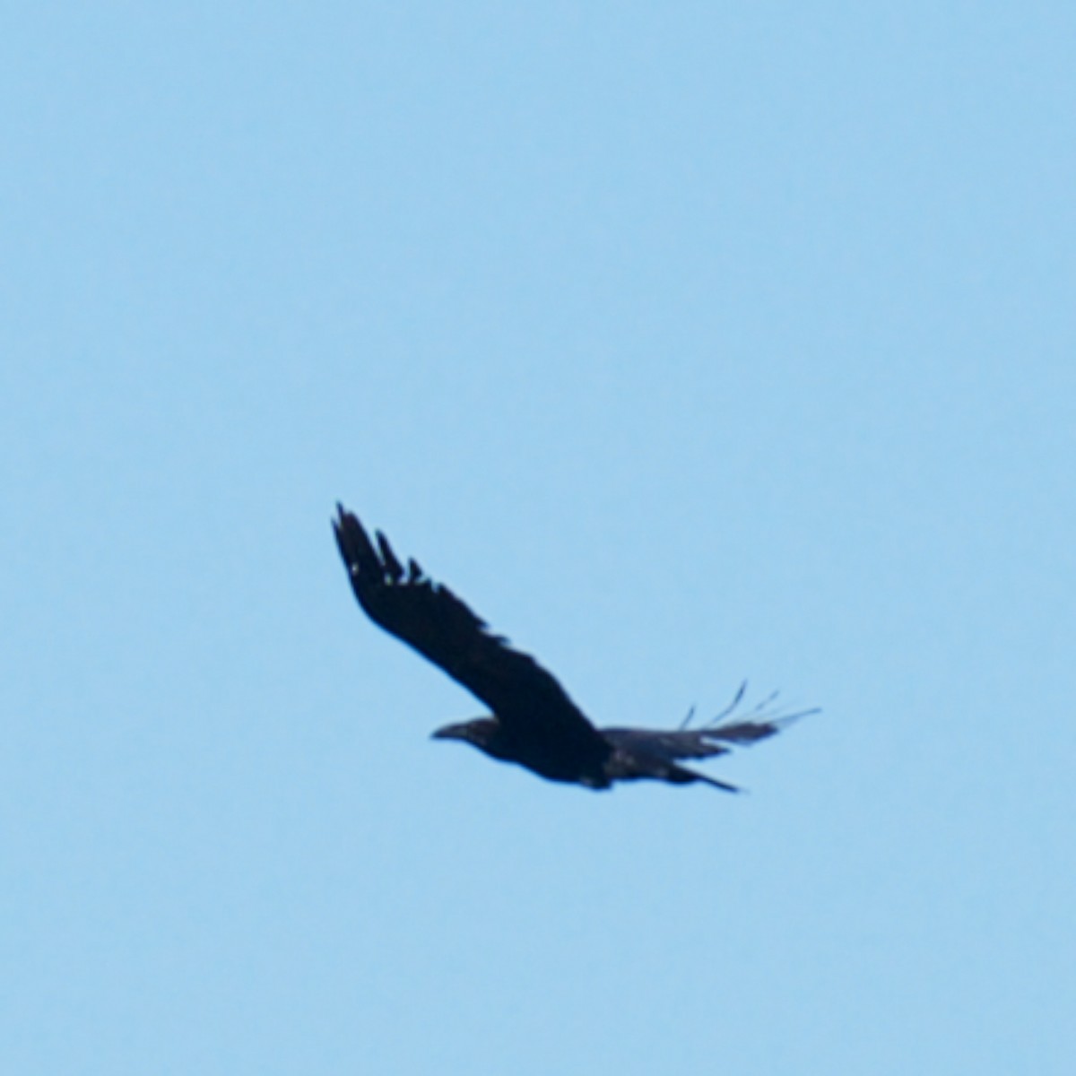 Common Raven - ML615273132