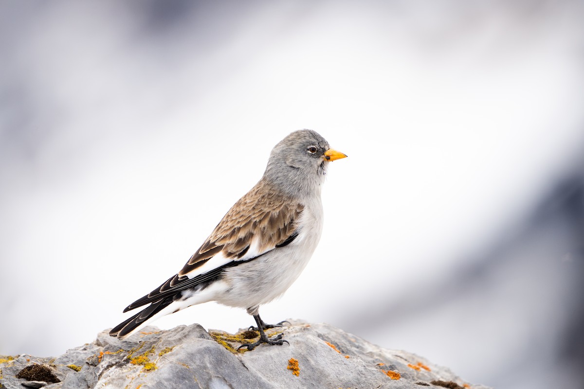 White-winged Snowfinch - ML615273213