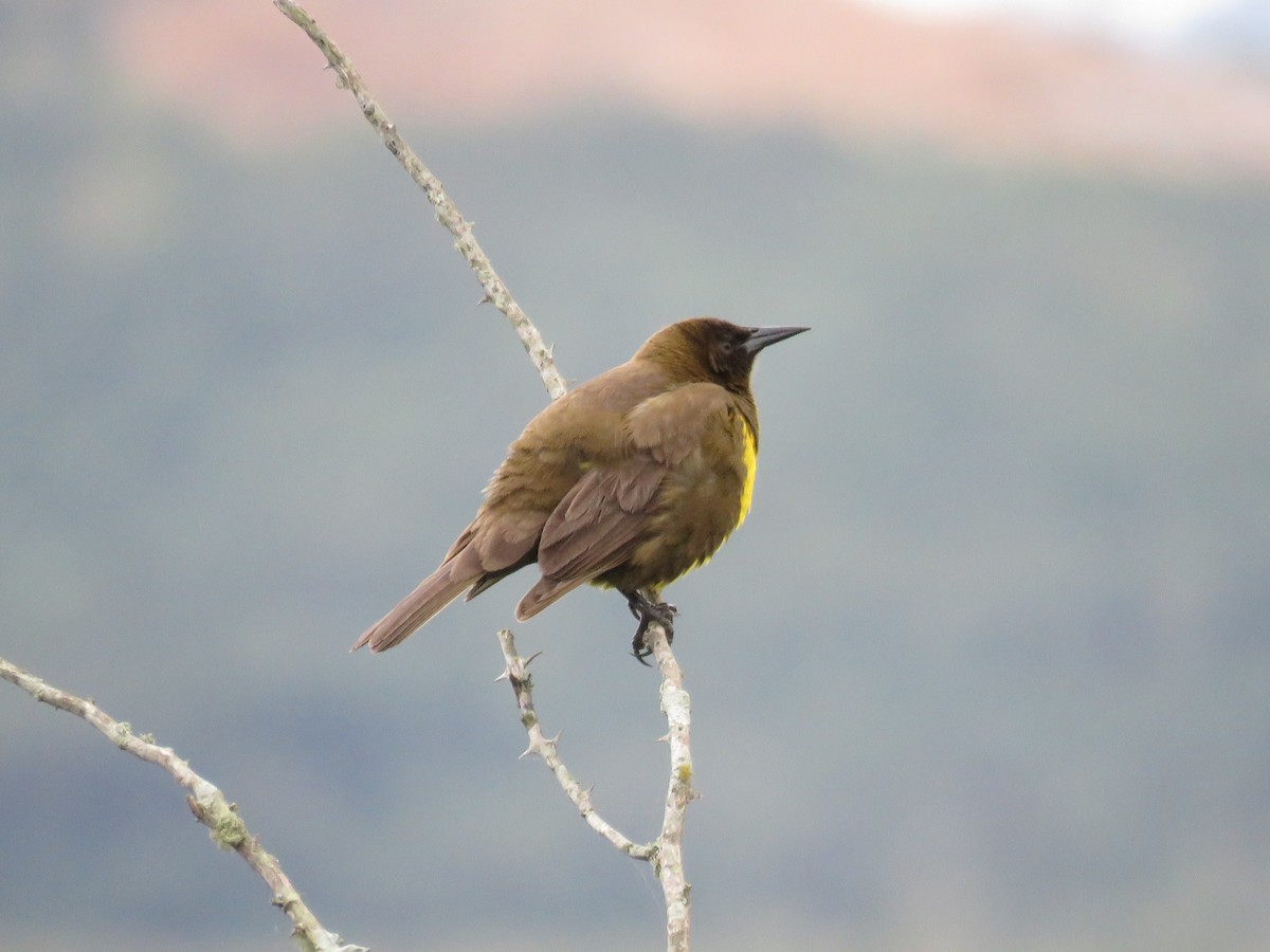 Brown-and-yellow Marshbird - ML615273228