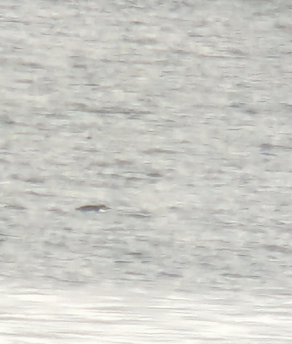 eBird Checklist 24 Feb 2024 Anse aux gascons 12 species (+2 other