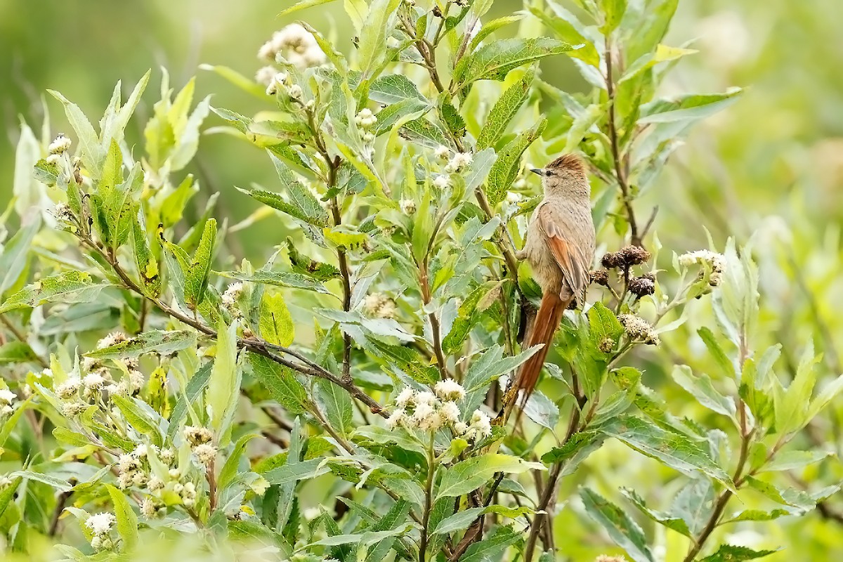 Brown-capped Tit-Spinetail - ML615273420