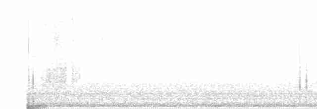 Пелікан рогодзьобий - ML615273759