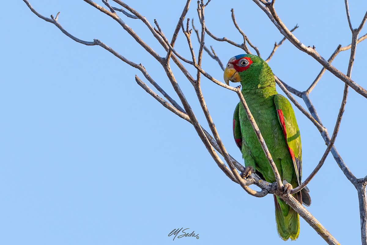 White-fronted Parrot - ML615273964