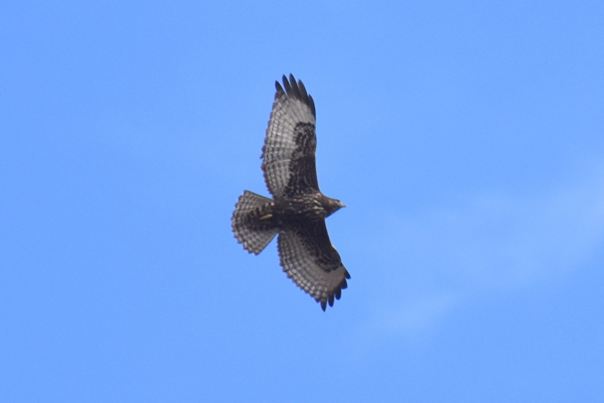 Red-tailed Hawk (Harlan's) - ML615274205