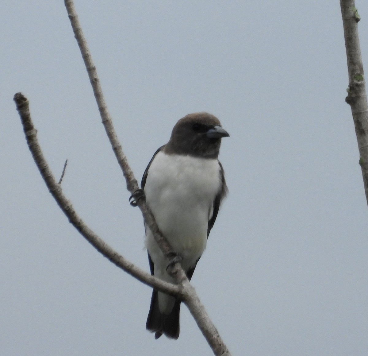 White-breasted Woodswallow - ML615274322