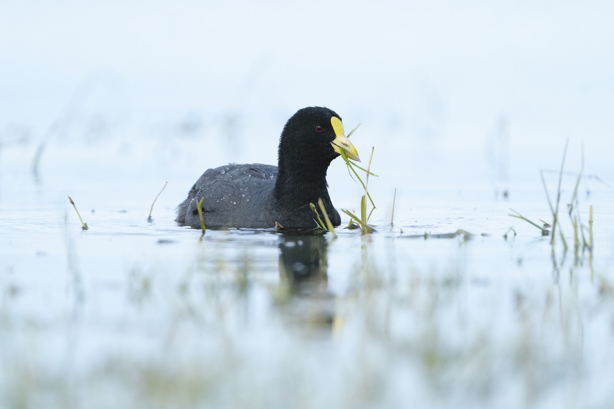 White-winged Coot - ML615274344