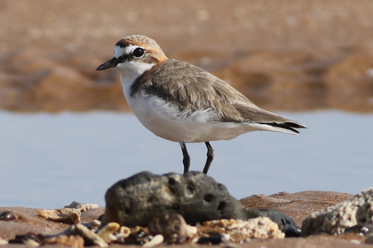 Red-capped Plover - ML615274511