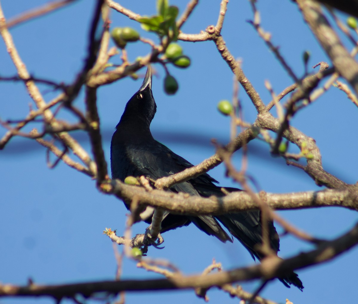 Great-tailed Grackle - ML615274542