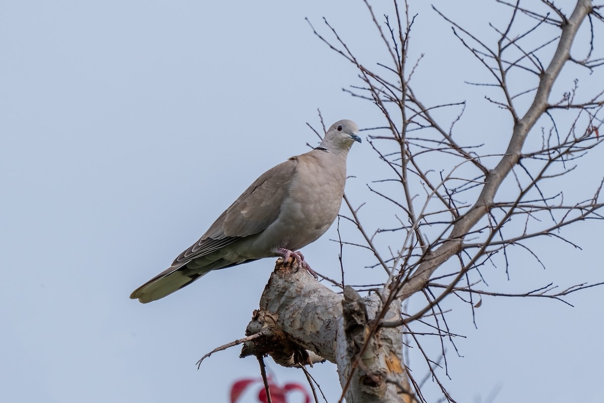 Eurasian Collared-Dove - ML615274574