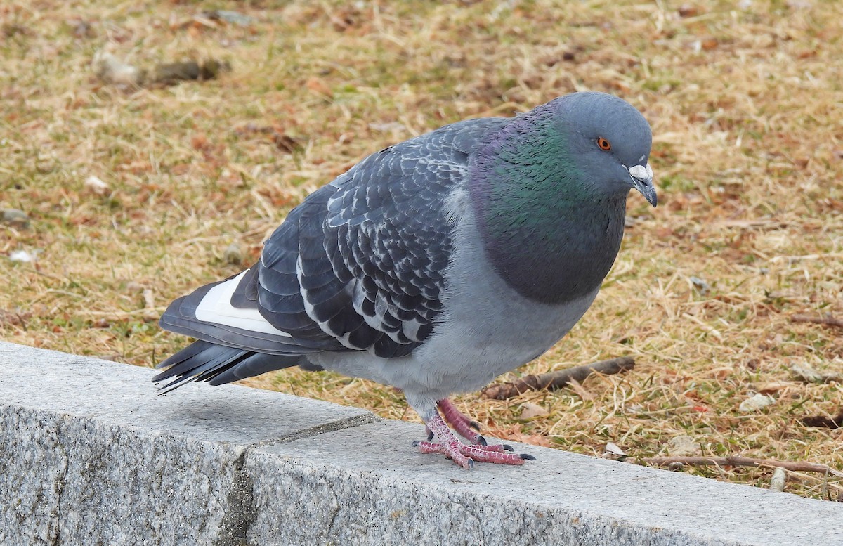 Pigeon biset (forme domestique) - ML615274763