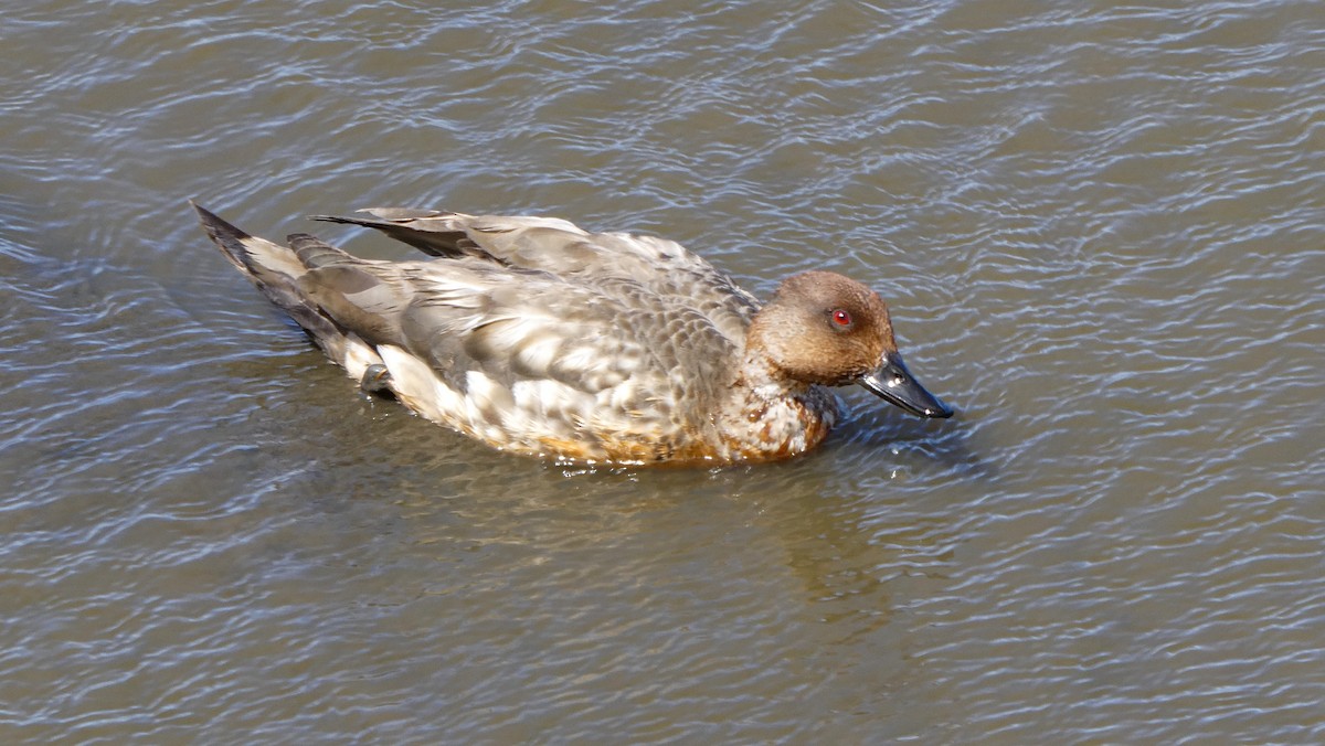 Crested Duck - ML615274822