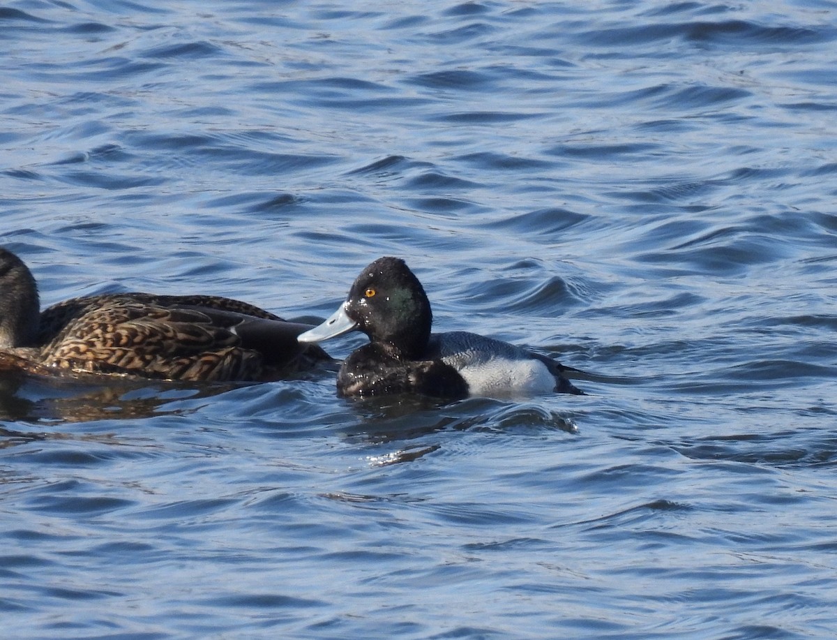 eBird Checklist - 24 Feb 2024 - Boardman Lake--Logans Landing - 20 species