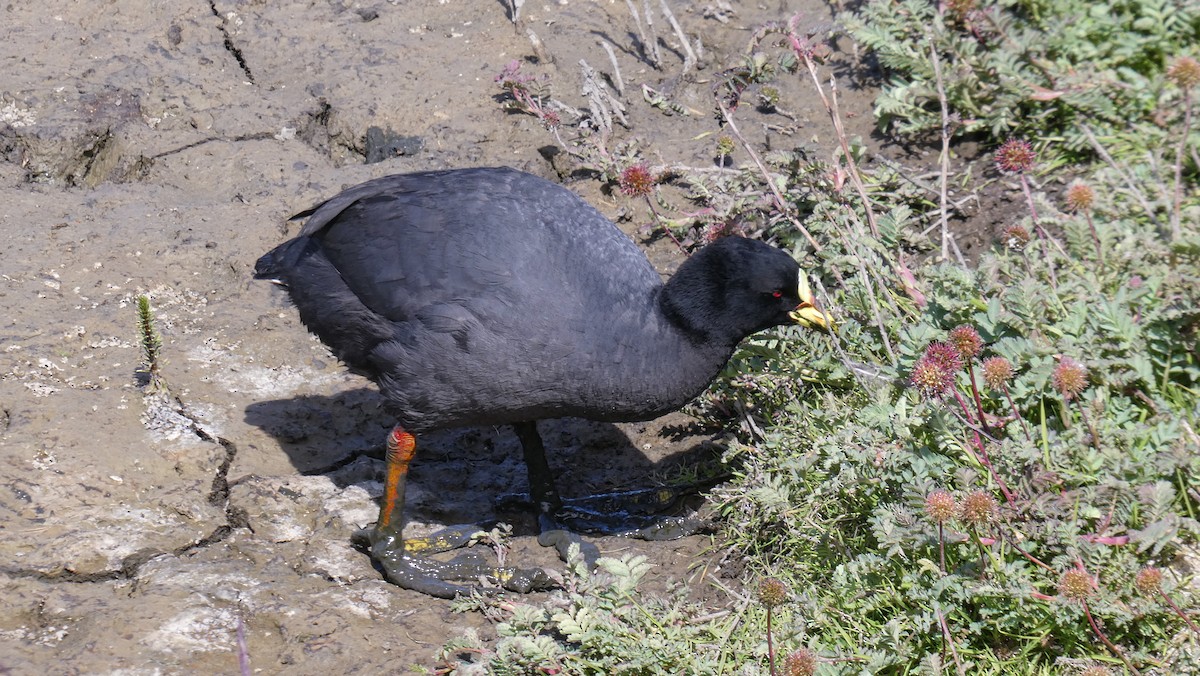 Red-gartered Coot - ML615274986