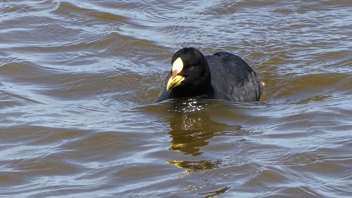 Red-gartered Coot - ML615275003