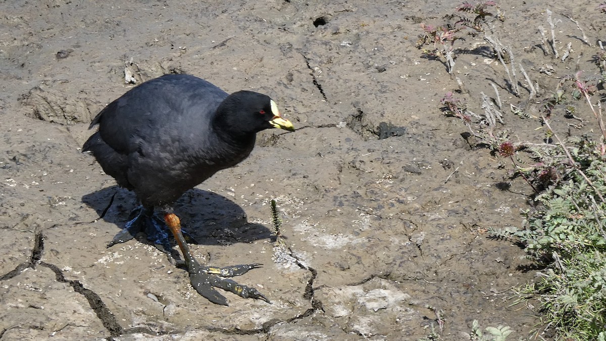 Red-gartered Coot - ML615275013