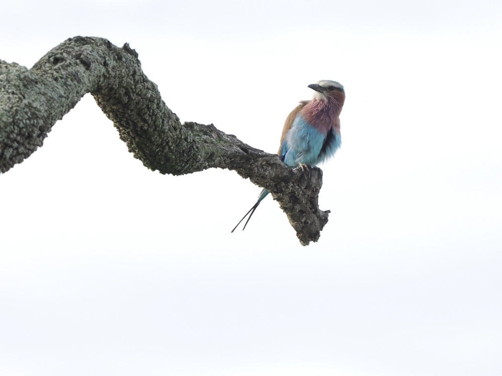 Lilac-breasted Roller - Eleanor H Sarren