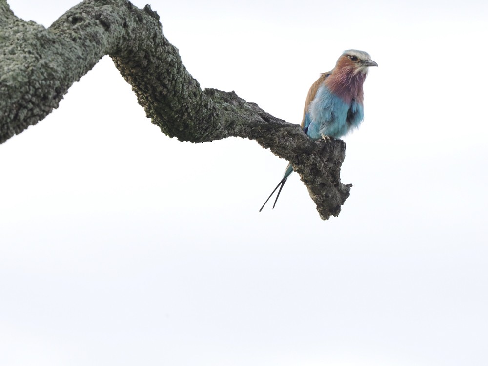 Lilac-breasted Roller - ML615275140