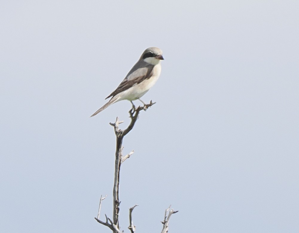 Lesser Gray Shrike - Eleanor H Sarren