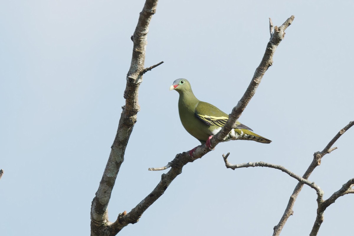 Thick-billed Green-Pigeon - ML615275207