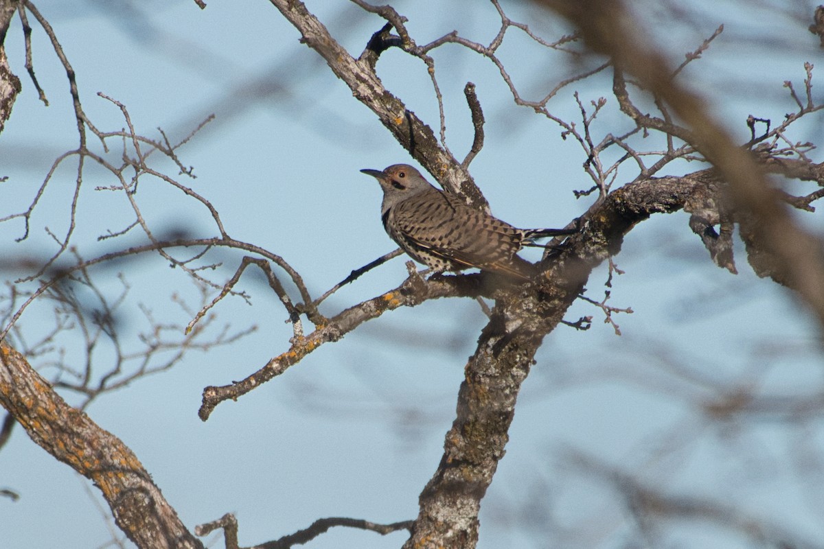 Northern Flicker (Yellow-shafted) - ML615275309