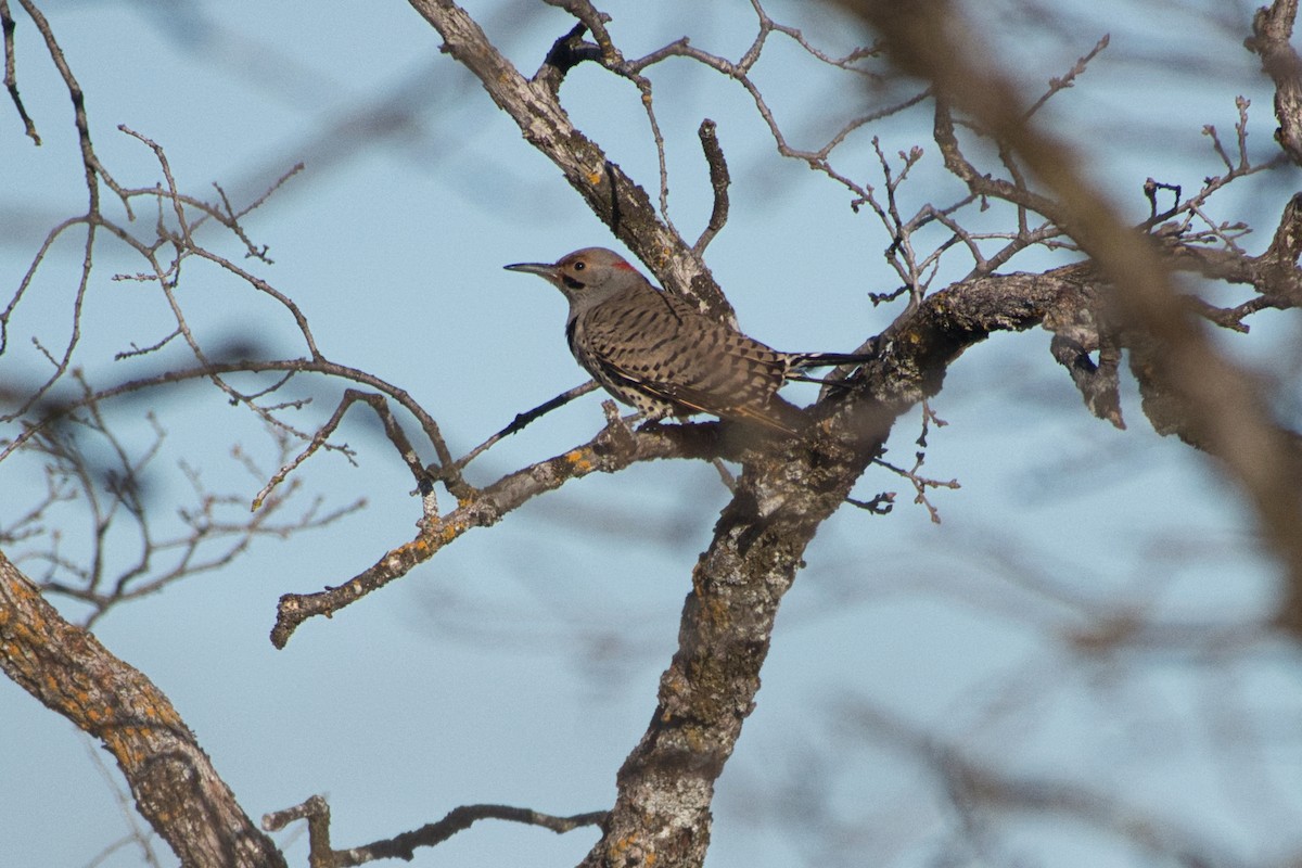 Northern Flicker (Yellow-shafted) - ML615275310