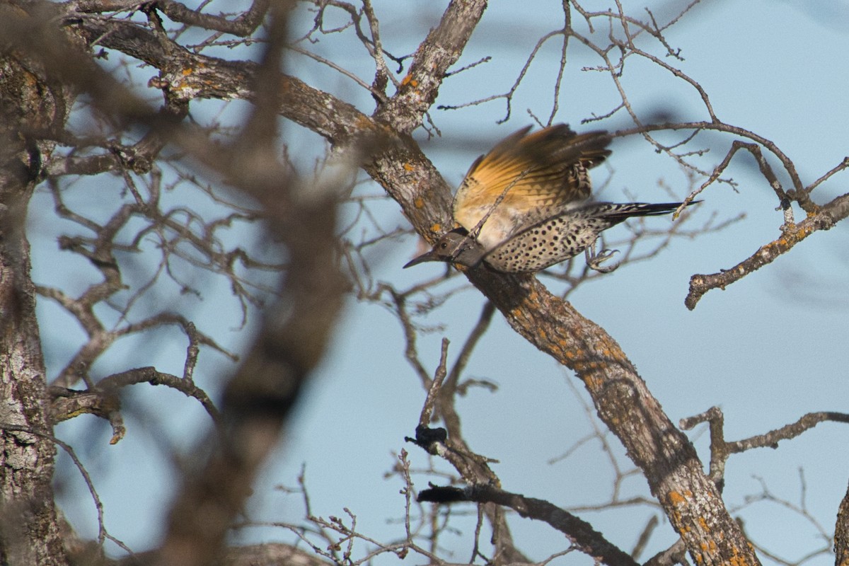 Northern Flicker (Yellow-shafted) - ML615275311