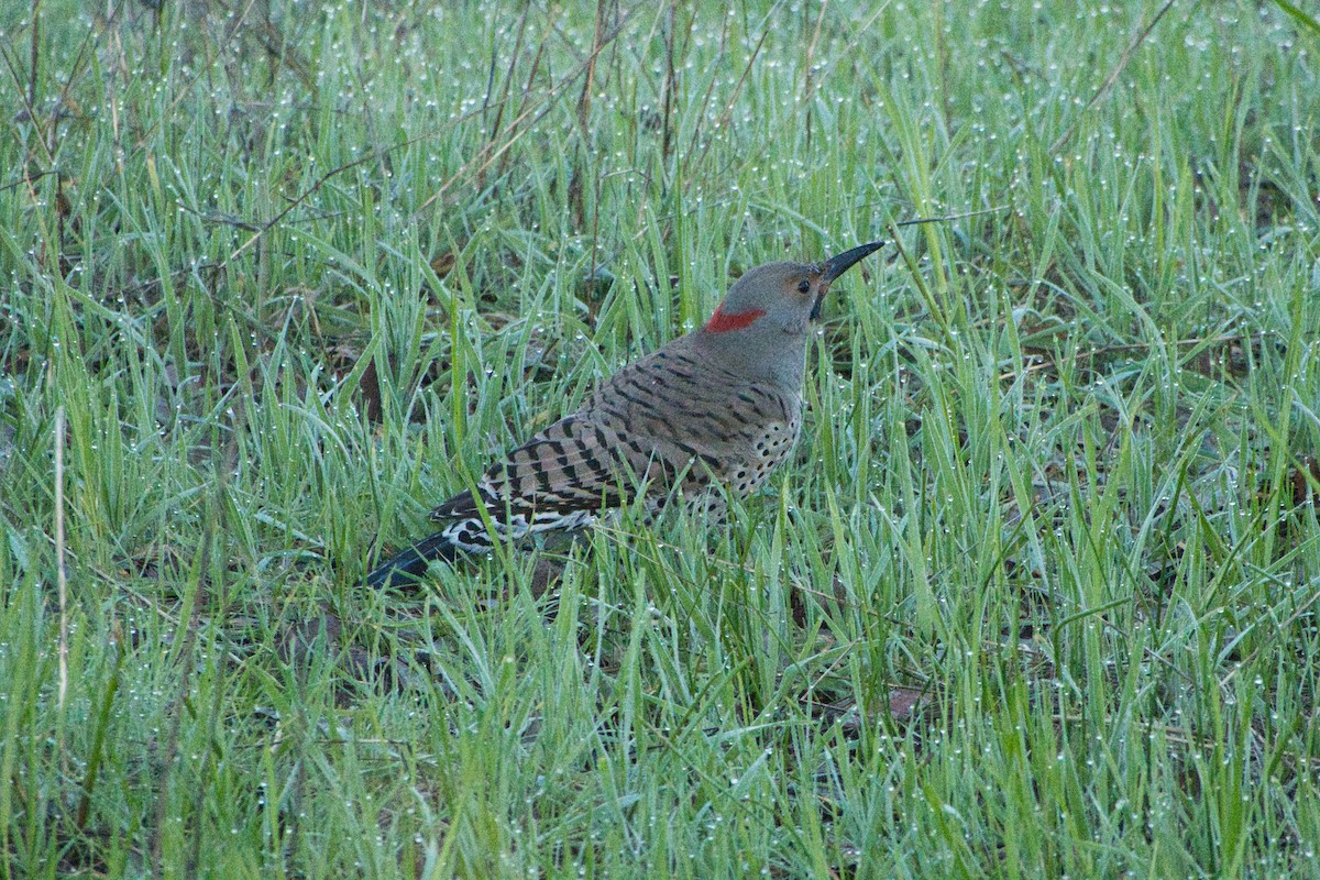 Northern Flicker (Yellow-shafted) - ML615275312
