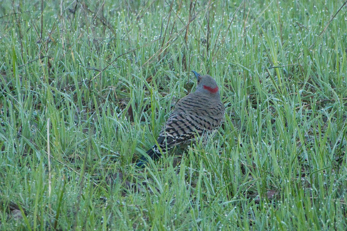 Northern Flicker (Yellow-shafted) - ML615275313