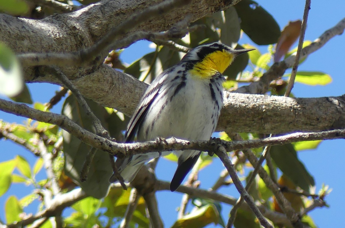 Yellow-throated Warbler - L.E. Quinlan